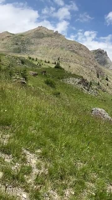 koppel Le Gypaète barbu