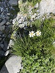 edelweiss