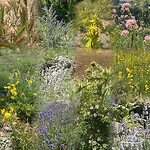 bloemen in de Haute Provence
