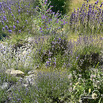 lavendel
