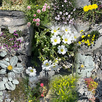 bloemen onderweg …