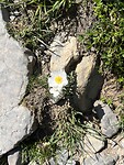 zou dit dan edelweiss zijn ??