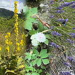 Bloemen .. middelste lijkt op …