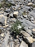 De enige echte EDELWEISS