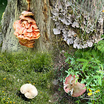 Schimmels