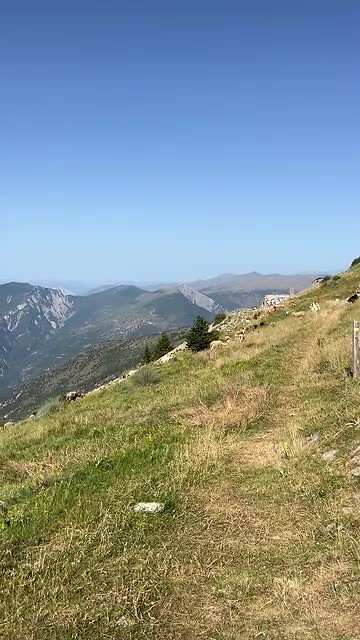 Schaapskudde op de top