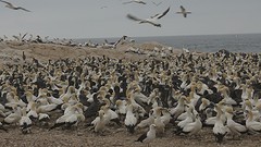 Birds Island