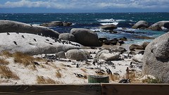 pinguinkolonie Boulders Beach