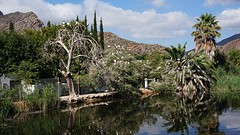 Ibiskolonie in Montagu