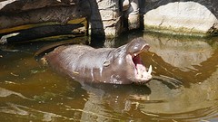 dierentuin (1)