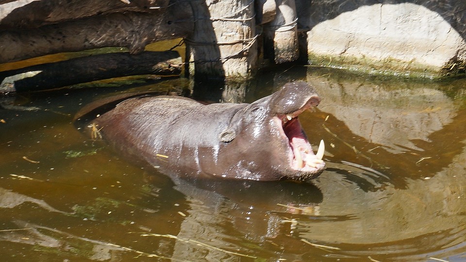 dierentuin (1)