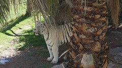 dierentuin (2)