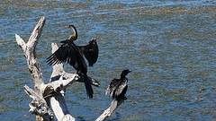 vanuit de vogelobservatiehut