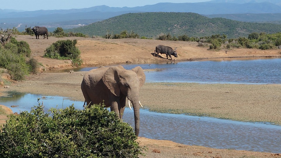 twee van de big five