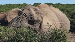 een van de heel big five