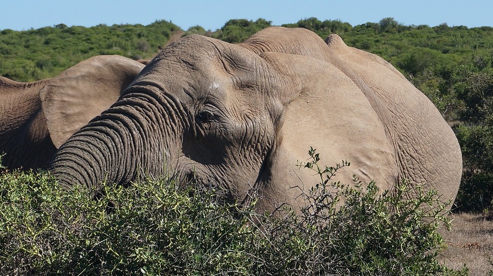 een van de heel big five
