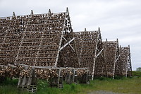 Fish is drying under different shapes