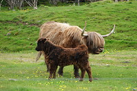 Beatle cows