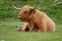 Beatle cow