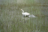 Swan with her chicks