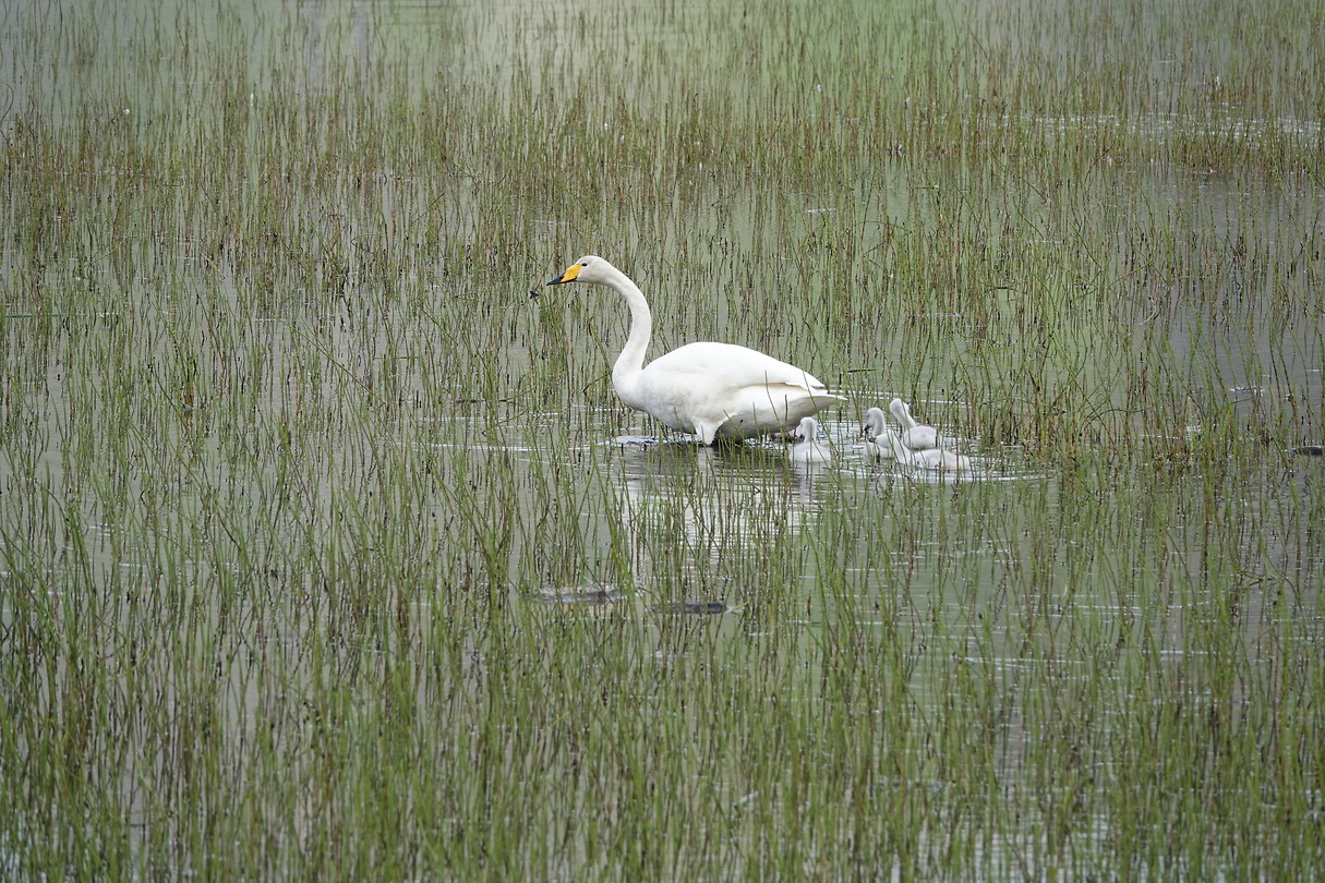 Swan with her chicks