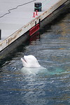 A white dolfin-like in the harbor when we go for a small restaurant