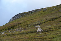 Reindeers are also there