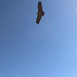 bezoek Colca Canyon met de vlucht van de condors + reisdag terug naar Arequipa