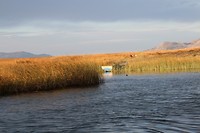 riet