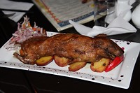cavia
