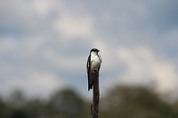 mooie vogel