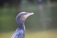 nog vogel