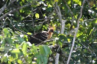 rare vogel in boom