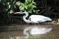 witte vogel