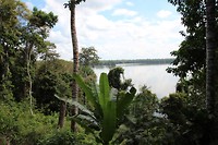 planten in de jungle