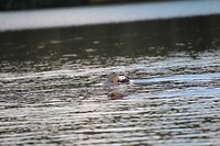 otter met vis