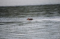 otter