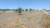Olvera in de verte