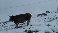 Koe in de sneeuw