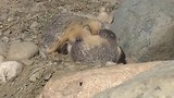 marmotten
