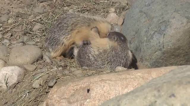 marmotten