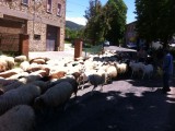 even geduld overstekende schapen