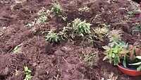 Planten advocado bomen bij het weeshuis