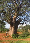 Gjilke en the big tree