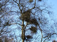 Heksenbezem in de boom