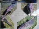 IMG_0056-550