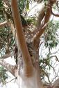 australie635