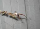 IMG_1091-550