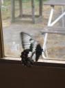 IMG_1835-550