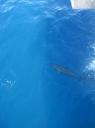 IMG_0338-550